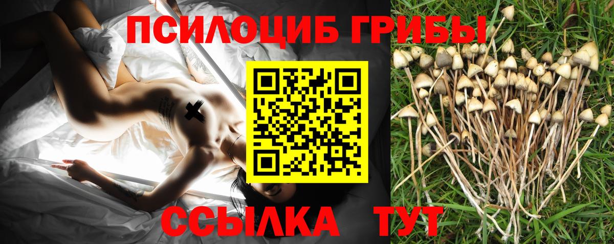 Псилоцибиновые грибы Psilocybine cubensis  Вход с VPN  Владимир 
